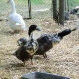 Dressel Farms photo
