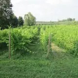 Dressel Farms photo