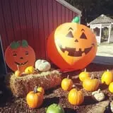 Meert Tree Farm Pumpkin Patch photo