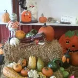Meert Tree Farm Pumpkin Patch photo
