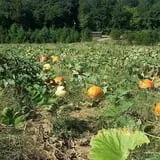 Meert Tree Farm Pumpkin Patch photo