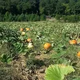 Meert Tree Farm Pumpkin Patch photo