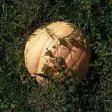 Meert Tree Farm Pumpkin Patch photo