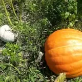 Meert Tree Farm Pumpkin Patch photo