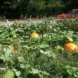 Meert Tree Farm Pumpkin Patch photo
