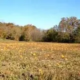 Meert Tree Farm Pumpkin Patch photo
