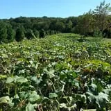 Meert Tree Farm Pumpkin Patch photo