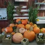 Meert Tree Farm Pumpkin Patch photo