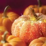 Meert Tree Farm Pumpkin Patch photo