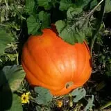 Meert Tree Farm Pumpkin Patch photo