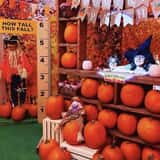 Halloween House Freehold