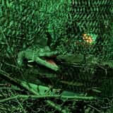 The Swamp at Shady Pines Manor photo