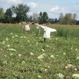 Grandma's Little Acre photo