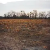 Grandma's Little Acre photo