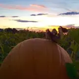 Pocatello Corn Maze - Swore Farms photo