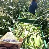 Pocatello Corn Maze - Swore Farms photo