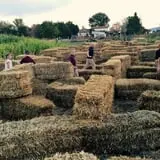 Pocatello Corn Maze - Swore Farms photo