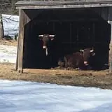 Winterberry Farm photo