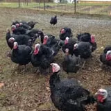 Winterberry Farm photo