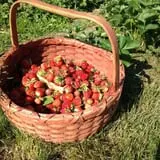 Winterberry Farm photo
