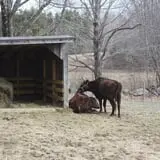 Winterberry Farm photo