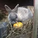 Barden Farm photo
