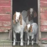 Barden Farm photo
