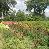 Barden Farm photo
