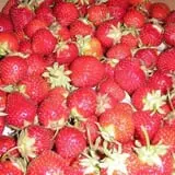 Morse Brothers Farms photo