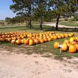 Morse Brothers Farms photo