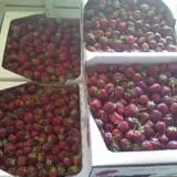 Morse Brothers Farms photo