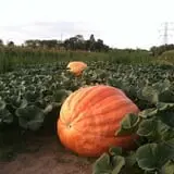 Morse Brothers Farms photo