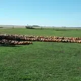 That Pickin Patch photo