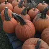 That Pickin Patch photo