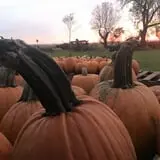 That Pickin Patch photo