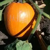 That Pickin Patch photo