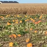 That Pickin Patch photo