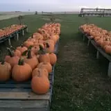That Pickin Patch photo