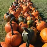 That Pickin Patch photo