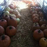 That Pickin Patch photo