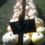 That Pickin Patch photo