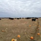 That Pickin Patch photo