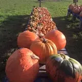 That Pickin Patch photo