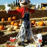 Cool Patch Pumpkins photo