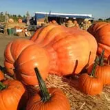 Cool Patch Pumpkins photo