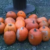 Papa's Pumpkin Patch & Papa's Polar Patch photo