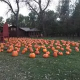 Papa's Pumpkin Patch & Papa's Polar Patch photo