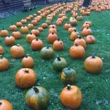 Papa's Pumpkin Patch & Papa's Polar Patch photo