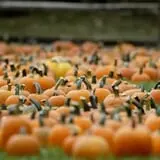 Papa's Pumpkin Patch & Papa's Polar Patch photo