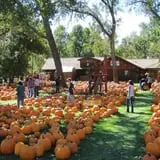 Papa's Pumpkin Patch & Papa's Polar Patch photo